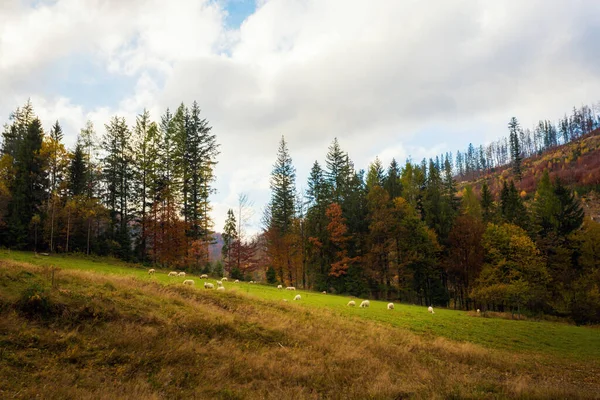 Осенний Пейзаж Овец Фото Леса Польских Горах Бескиды Пути Wielka — стоковое фото