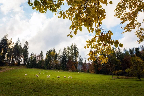 Hösten Landskap Får Foto Skog Polska Beskidy Berg Vägen Till — Stockfoto