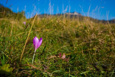 Slovakya 'nın Velka Fatra dağlarında Borisov ve Ploska' ya giden güzel bir yol. Güneşli sonbahar manzarası.