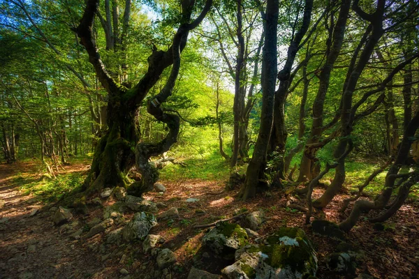 Hermoso Camino Borisov Ploska Las Montañas Eslovacas Velka Fatra Panorama —  Fotos de Stock