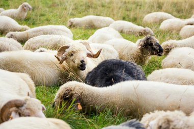Tatry dağlarında güzel bir manzara Koyun otları yiyor.