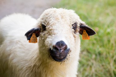 Tatry dağlarında güzel bir manzara Koyun otları yiyor.