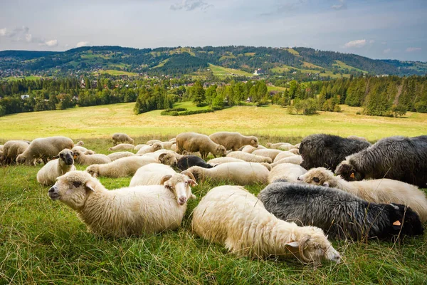 Belo Panorama Nas Montanhas Tatry Com Ovelhas Comendo Grama — Fotografia de Stock