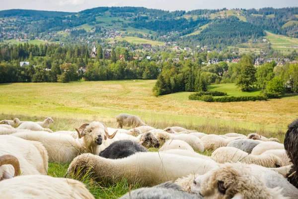 Belo Panorama Nas Montanhas Tatry Com Ovelhas Comendo Grama — Fotografia de Stock