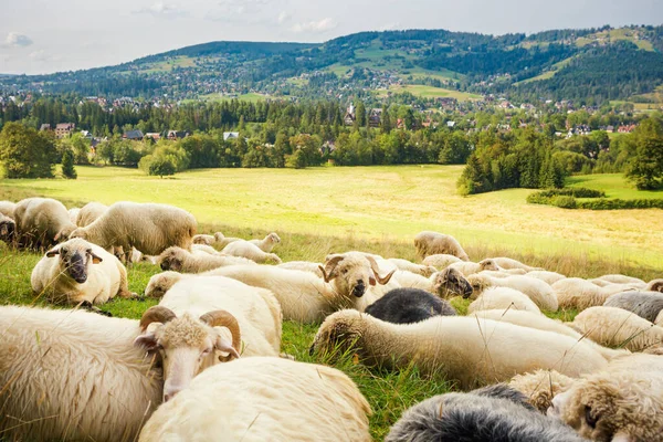 Belo Panorama Nas Montanhas Tatry Com Ovelhas Comendo Grama — Fotografia de Stock