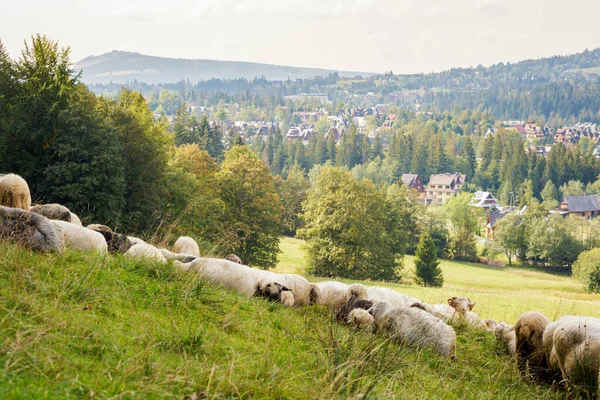 Красивая Панорама Горах Татры Овцами Едят Траву — стоковое фото