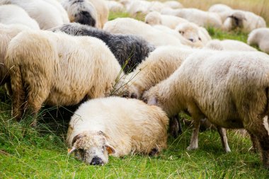 Tatry dağlarında güzel bir manzara Koyun otları yiyor.