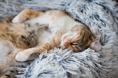 Komik tembel kedi yavrusu battaniyenin üstünde uyuyor.