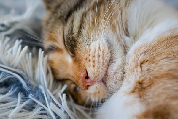 Gatinho Jovem Preguiçoso Engraçado Dormindo Cobertor — Fotografia de Stock