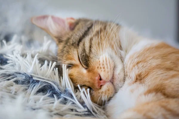 有趣而懒惰的小猫睡在毛毯上 — 图库照片