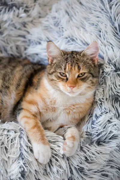 Divertente Pigro Giovane Gattino Dormire Una Coperta — Foto Stock