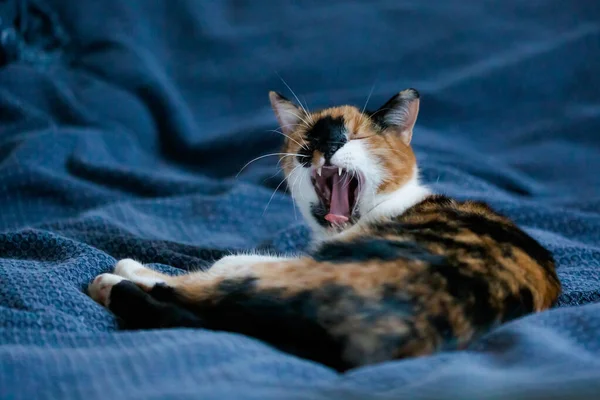 Gatinho Jovem Preguiçoso Engraçado Dormindo Cobertor — Fotografia de Stock