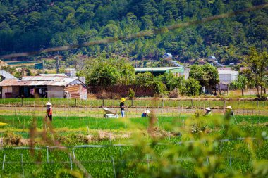 Güzel bir dağ manzarası Dalat, Vietnam 'a motosikletle giderken çekildi. Lam Dong Bölgesi 'nde çalışanlar..