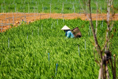Güzel bir dağ manzarası Dalat, Vietnam 'a motosikletle giderken çekildi. Lam Dong Bölgesi 'nde çalışanlar..