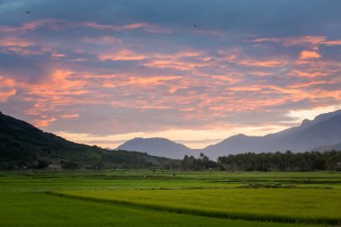 Cam Ranh tarlalarının gün batımında çekilmiş güzel bir akşam fotoğrafı. Arka planda dağlar, Vietnam. Khanh Hoa bölgesi..