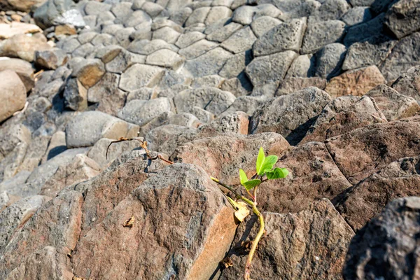 Солнечный Вид Морской Утес Каменных Плато Недалеко Куи Нхон Туй — стоковое фото