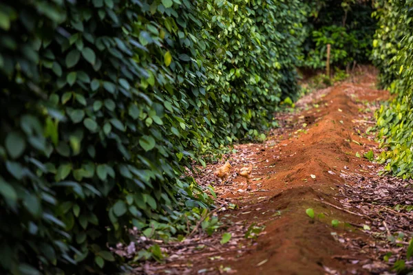 Vietnaese pepper farm in Dong Ha, Quang Tri. Fresh growing unripe peppercorns.