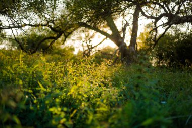 Güzel günbatımı doğası. Yaz boyunca Bieszczady ve Beskid dağları arasında Eski Lupkow 'da yakın çekim..