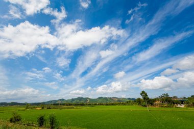 Vietnam 'daki Phong Nha Ke Bang Milli Parkı' ndaki güzel yeşil pirinç tarlaları. Güneydoğu Asya 'da çekilmiş kırsal manzara fotoğrafı..