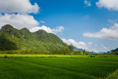 Vietnam 'daki Ulusal Park Phong Nha Ke Bang' deki güzel yeşil pirinç tarlası manzarası. Güneydoğu Asya 'da çekilmiş kırsal manzara fotoğrafı..