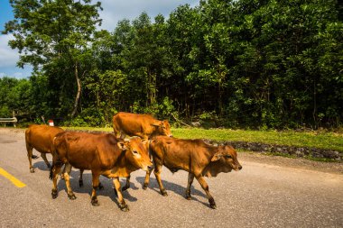 Vietnam 'daki Ulusal Park Phong Nha Ke Bang' den Cua Lo 'ya yapılan yolculukta buffalolarla dolu güzel yeşil manzaralar. Güneydoğu Asya 'da çekilmiş kırsal manzara fotoğrafı..