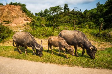 Vietnam 'daki Ulusal Park Phong Nha Ke Bang' den Cua Lo 'ya yapılan yolculukta buffalolarla dolu güzel yeşil manzaralar. Güneydoğu Asya 'da çekilmiş kırsal manzara fotoğrafı..