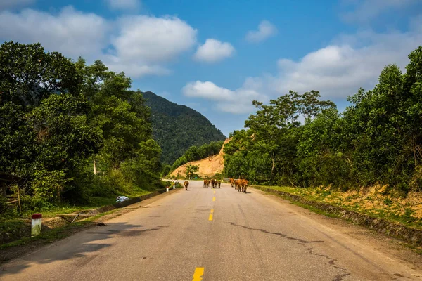 Beautiful Green Vivid Landscape Buffalos Trip National Park Phong Nha — Stock Photo, Image