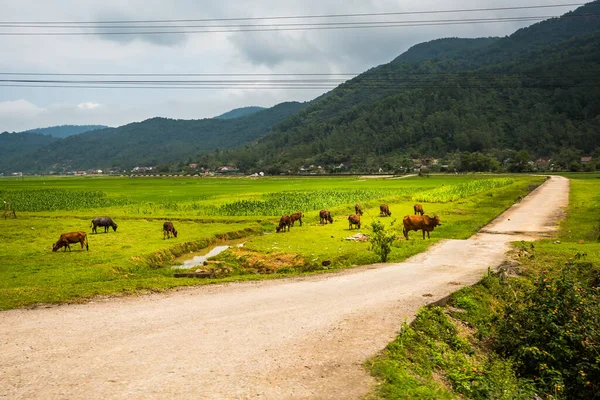 Gyönyörű Zöld Élénk Táj Utazás Nemzeti Park Phong Nha Bang — Stock Fotó
