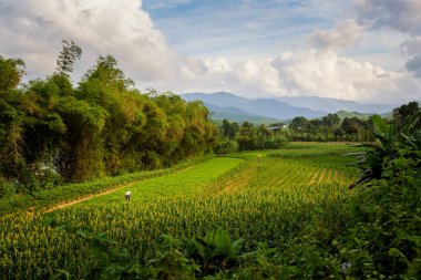 Vietnam 'daki Phong Nha Ke Bang Ulusal Parkı' nda pirinç çiftçilerinin bulunduğu güzel tarlalar. Güneydoğu Asya 'da çekilmiş kırsal manzara fotoğrafı..