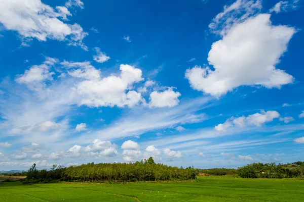 Belos Campos Com Produtores Arroz Chapéu Cônico Parque Nacional Phong — Fotografia de Stock