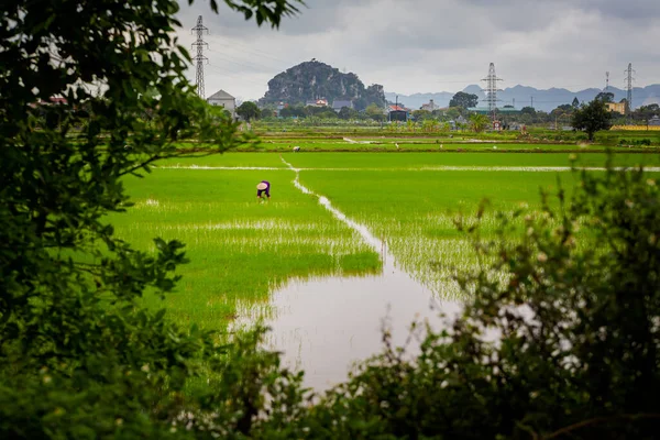 Bela Paisagem Verde Com Produtores Arroz Chapéu Cônico Parque Nacional — Fotografia de Stock