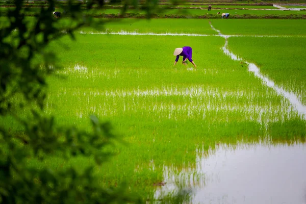 Prachtig Groen Landschap Met Rijstboeren Met Conische Hoed Nationaal Park — Stockfoto