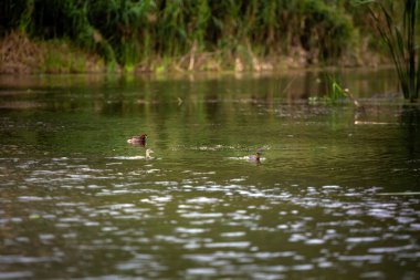 Van Long Doğa Koruma Alanı, Tam Coc, Ninh Binh ve Vietnam 'da kuşlarla dolu güzel bir manzara. Güneydoğu Asya 'da çekilen teknenin kırsal manzara fotoğrafı..