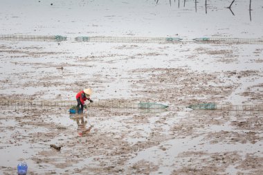 Vietnamlılar koni şapkalı Tuan Chau Adası, Ha Long, Vietnam 'da musseld topluyor. Güneydoğu Asya 'da çekilmiş deniz manzaralı fotoğraf.