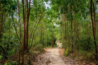Beautiful landscape of jungle Bai Got, Quan Lan island, Bai Tu Long Bay, Vietnam. Seaside scenery photo taken in south east Asia, Ha Long area.