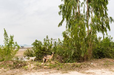 Beautiful landscape of jungle Bai Got, Quan Lan island, Bai Tu Long Bay, Vietnam. Animals, goats in south east Asia, Ha Long area.