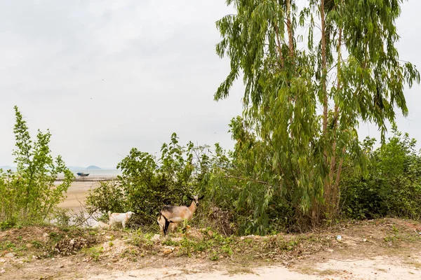 Beautiful Landscape Jungle Bai Got Quan Lan Island Bai Long — Stock Fotó