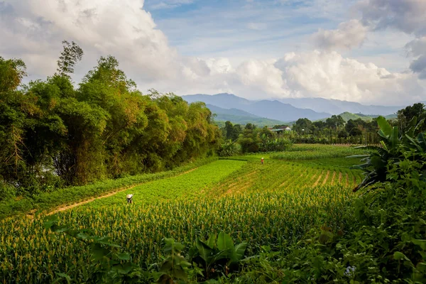 Vietnam 'daki Phong Nha Ke Bang Ulusal Parkı' nda pirinç çiftçilerinin bulunduğu güzel tarlalar. Güneydoğu Asya 'da çekilmiş kırsal manzara fotoğrafı..