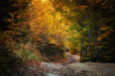 Güzel sonbahar dağ orman manzarası