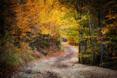 Güzel sonbahar dağ orman manzarası