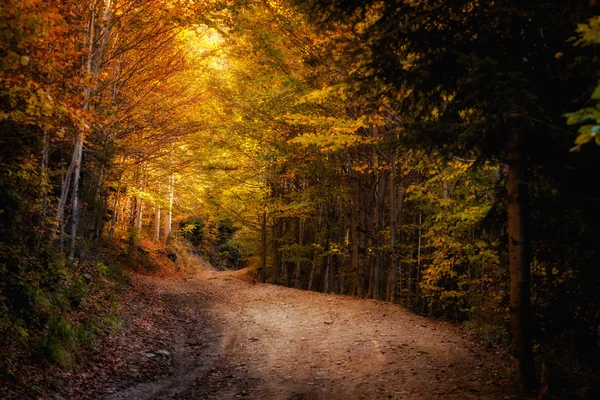 Hermoso paisaje de bosques de montaña otoño — Foto de Stock