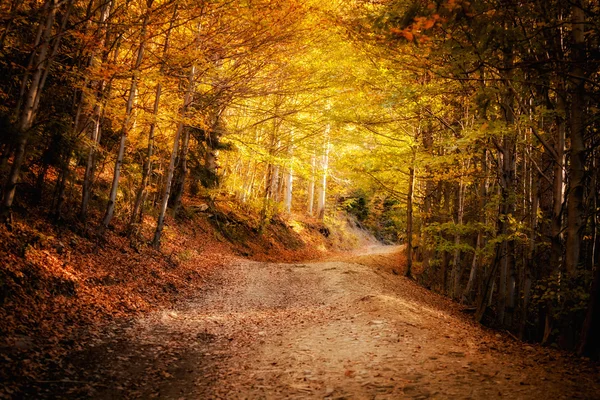 Mooie herfst woods berglandschap — Stockfoto