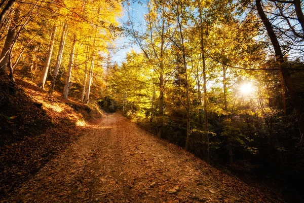 Hermoso paisaje de bosques de montaña otoño — Foto de Stock