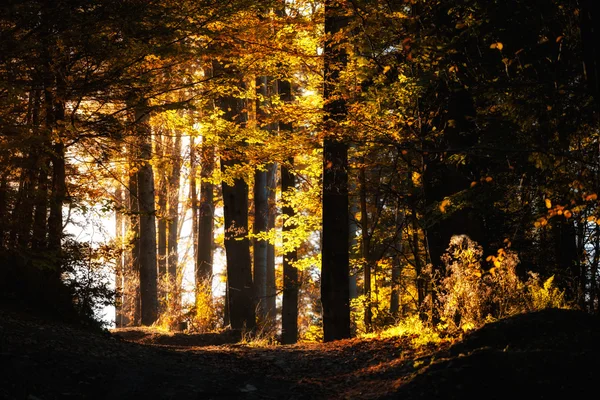 Güzel sonbahar dağ orman manzarası — Stok fotoğraf