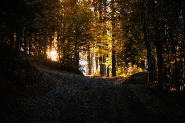 Güzel sonbahar dağ orman manzarası — Stok fotoğraf