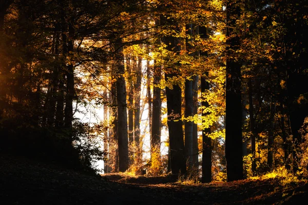 Hermoso paisaje de bosques de montaña otoño — Foto de Stock
