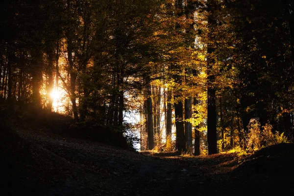 Hermoso paisaje de bosques de montaña otoño — Foto de Stock