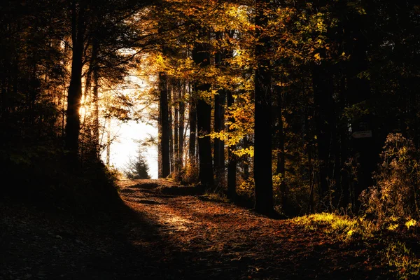 Beautiful autumn mountain woods landscape — Stock Photo, Image