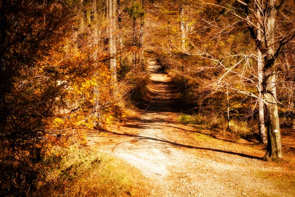 Красивий осінній гірський ліс пейзаж — стокове фото