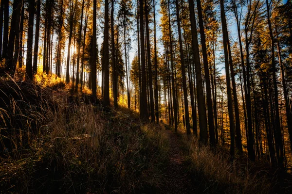 美しい秋山森を風景します。 — ストック写真